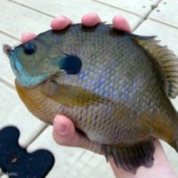 Learning to Fish? Bluegill Fishing is Great for a Beginner Angler