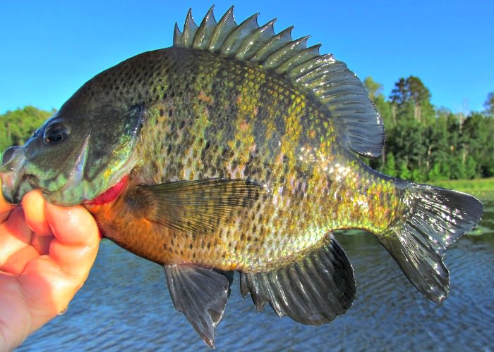 Hot Summer Bluegill Fishing Tips And Techniques