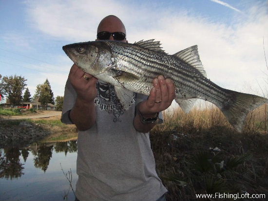 Freshwater Striper Fishing - Striped Bass On The River