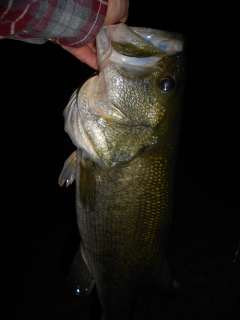 Night Fishing For Largemouth Bass