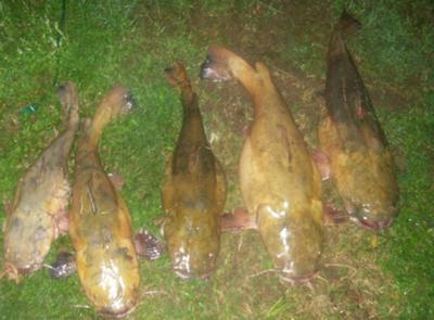 A few catfish caught from noodling